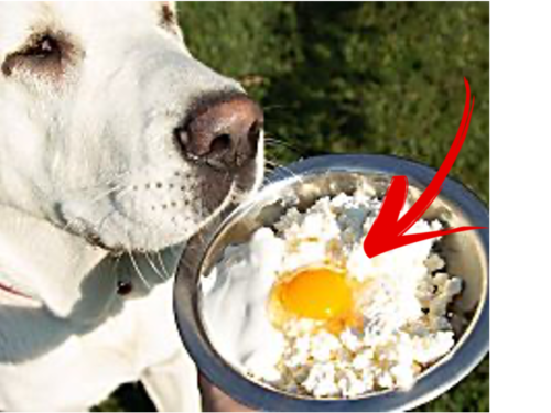 HG1_Dog_Eg HG1_Dog_Eg