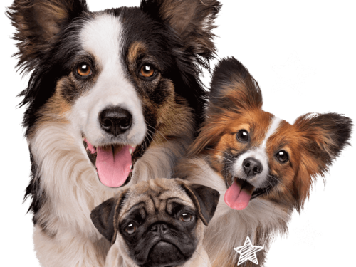 HG1_dogs-about HG1_dogs-about